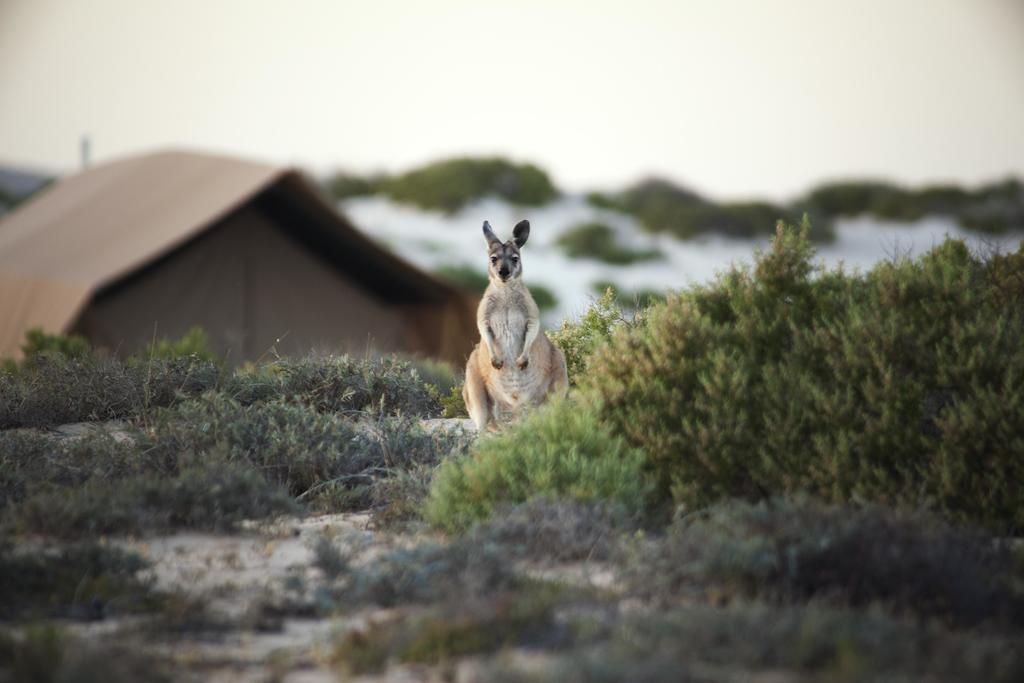 Hotel Sal Salis Ningaloo Reef Exmouth Zewnętrze zdjęcie